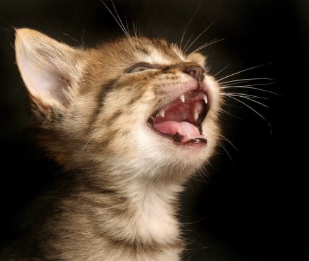 Kedi Diş Bakımı İçin Rehber