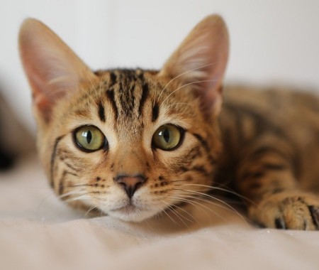 6 Maddede Kedilerin Dişleri Hakkında Gerçekler