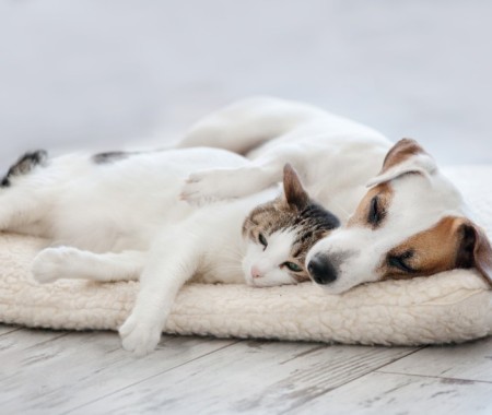 Hiç Evcil Hayvanınızın Ağzının İçine Baktınız Mı ?