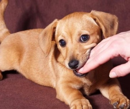 6 Maddede Köpeklerin Dişleri Hakkında Gerçekler